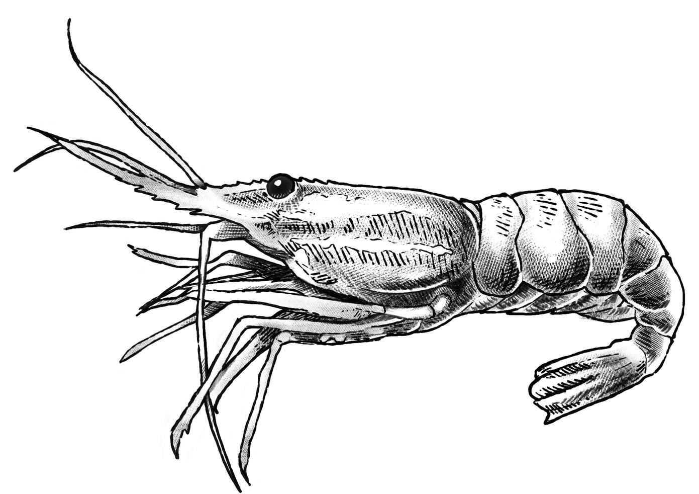 Coonstripe Shrimp