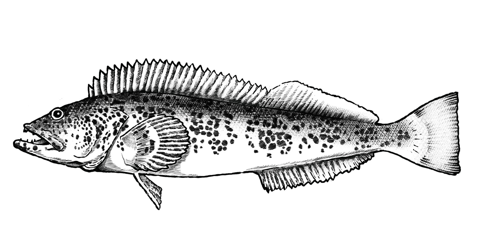 Lingcod