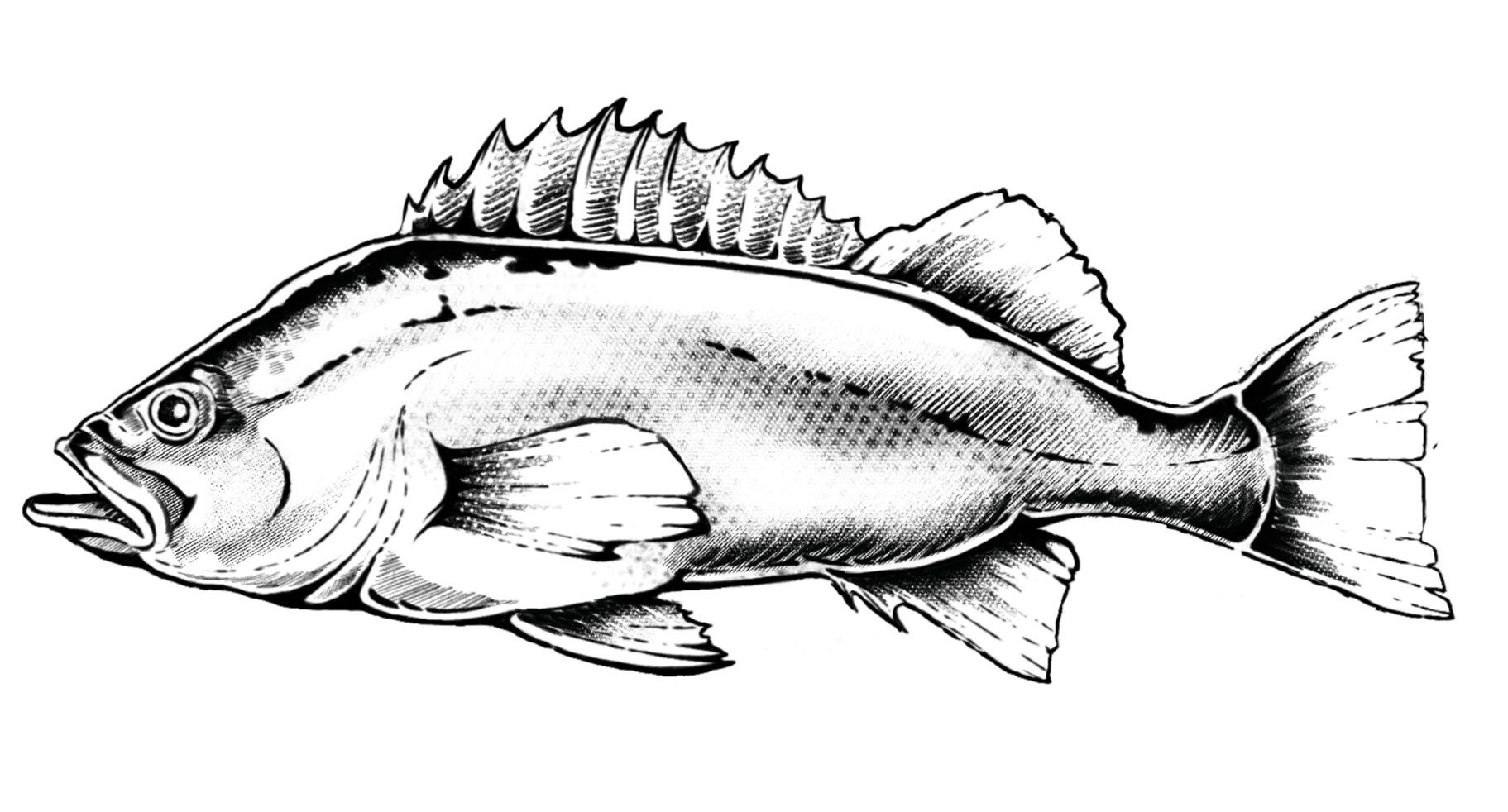 Rockfish