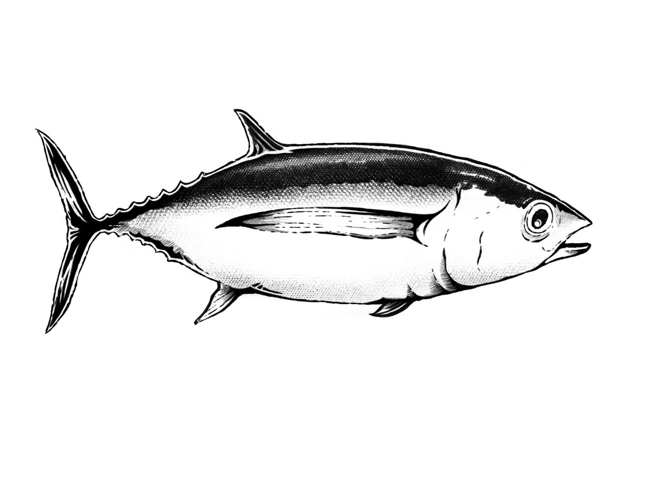 Albacore Tuna
