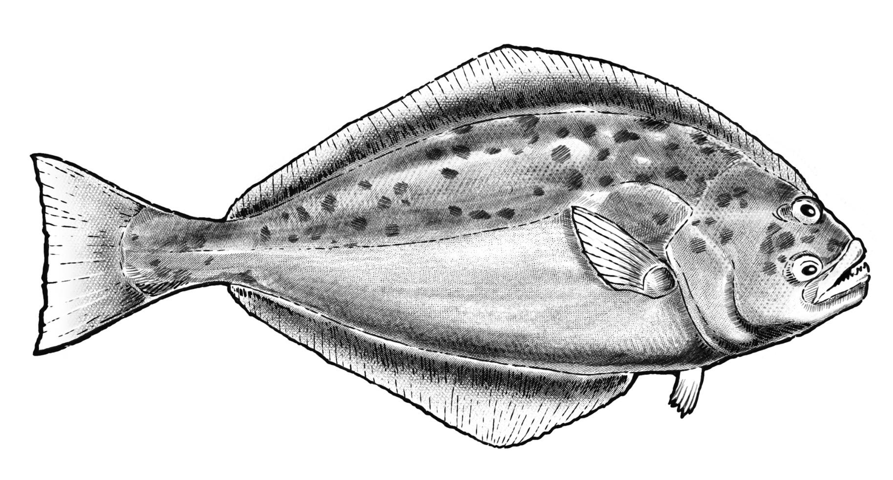 Halibut