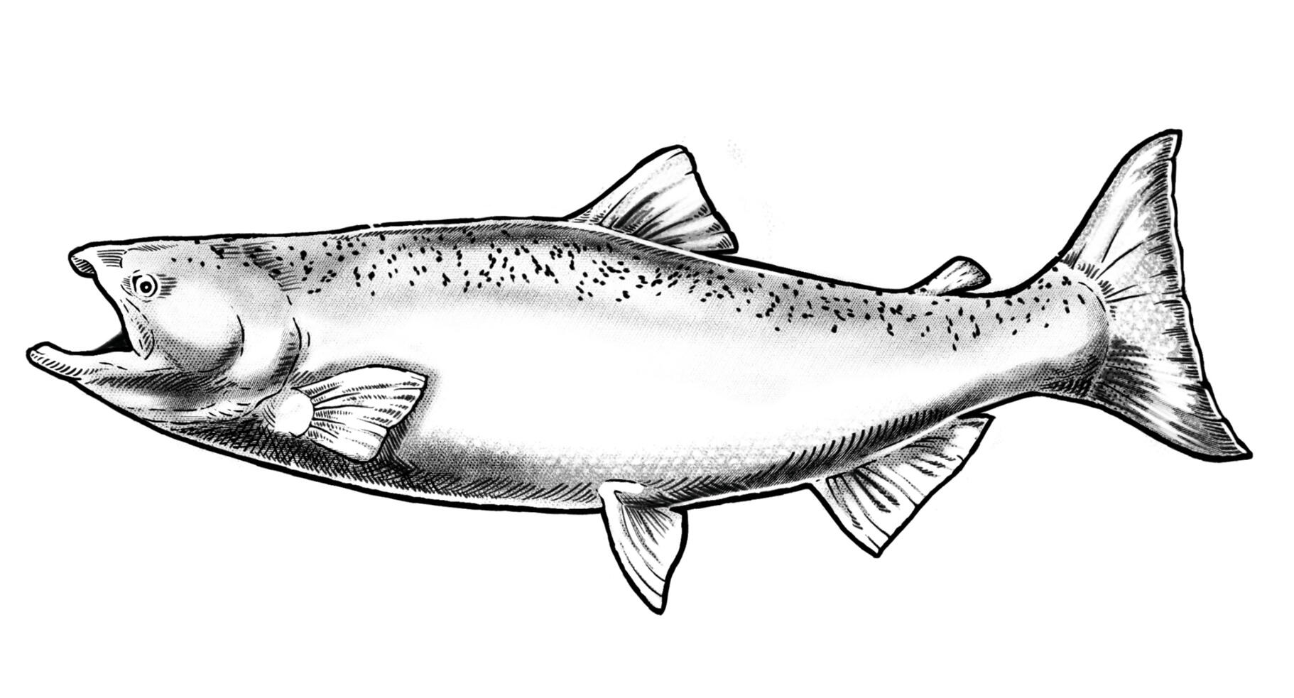 King Salmon